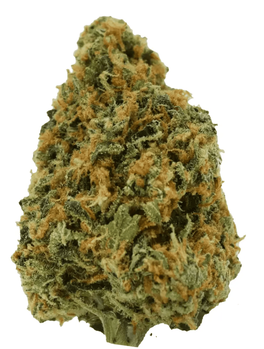 avaay 23/1 CK Critical Kush